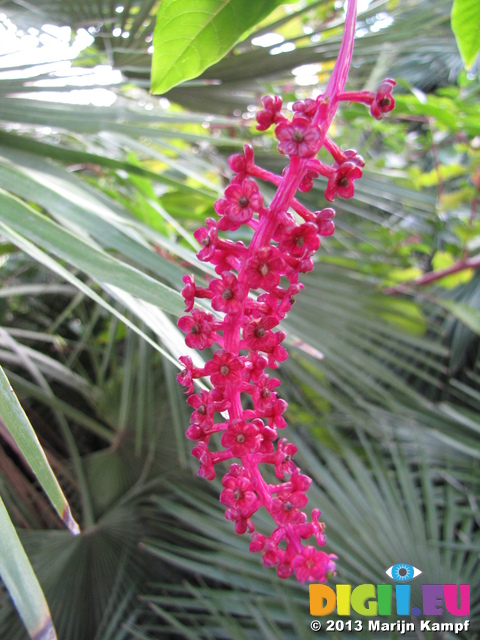 SX31149 Plant with tiny flowers and berries in botanical garden